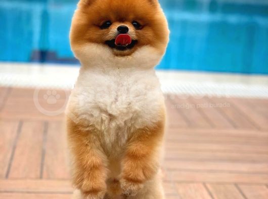 Sevimli Sempatik Pomeranian Boo Oğlumuz Hugo