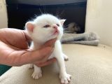 British Shorthair Ve Blue Point Yavrular
