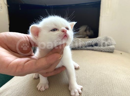 British Shorthair Ve Blue Point Yavrular görsel