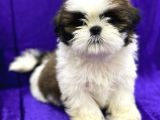 Safkan Teacup Shih Tzu Yavrularimiz