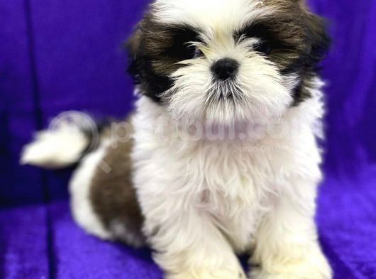 Safkan Teacup Shih Tzu Yavrularimiz görsel