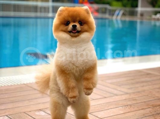 Sevimli Sempatik Pomeranian Boo Oğlumuz Hugo görsel
