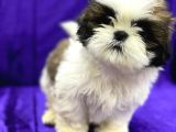 Safkan Teacup Shih Tzu Yavrularimiz