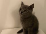 Yavru British Shorthair