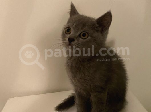 Yavru British Shorthair görsel