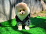 Aa Kalite Pomeranian Boo Yavrularımız