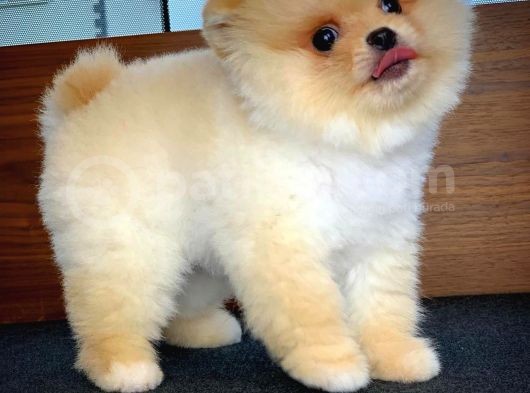 Aa Kalite Safkan  Pomeranian Oğlumuz 'Ragnar'