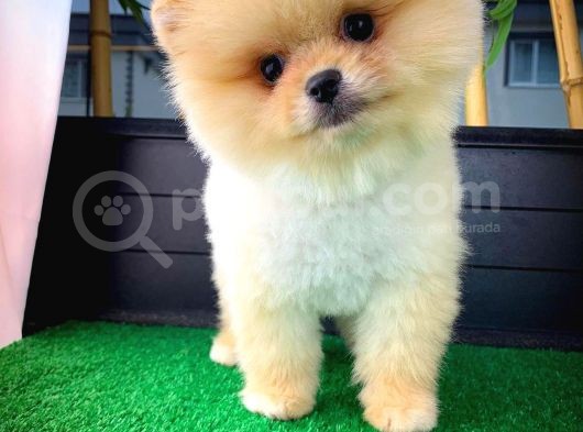 Aa Kalite Safkan  Pomeranian Oğlumuz 'Ragnar' görsel