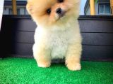 Aa Kalite Safkan  Pomeranian Oğlumuz 'Ragnar'