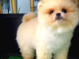 Aa Kalite Safkan  Pomeranian Oğlumuz 'Ragnar'