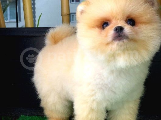 Aa Kalite Safkan  Pomeranian Oğlumuz 'Ragnar' görsel