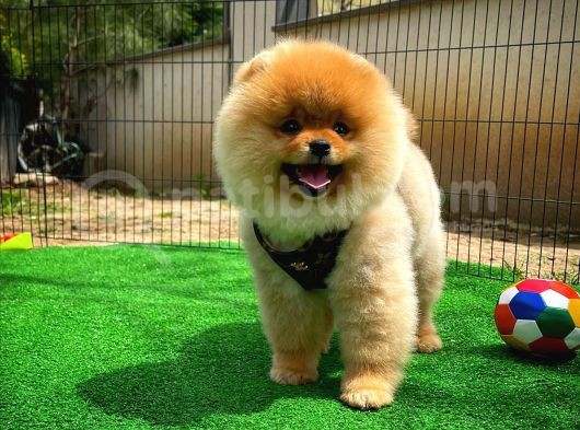 Sevimli Ve Sempatik Pomeranian Boo Kızımız Molly görsel