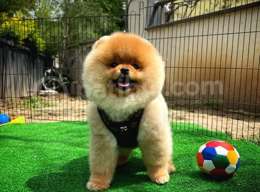 Sevimli Ve Sempatik Pomeranian Boo Kızımız Molly görsel