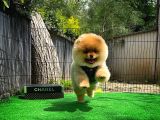 Sevimli Ve Sempatik Pomeranian Boo Kızımız Molly