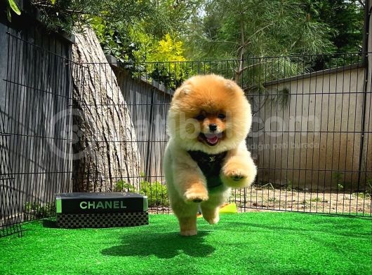 Sevimli Ve Sempatik Pomeranian Boo Kızımız Molly