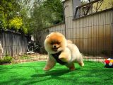 Sevimli Ve Sempatik Pomeranian Boo Kızımız Molly