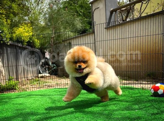 Sevimli Ve Sempatik Pomeranian Boo Kızımız Molly görsel