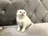 British Shorthair Scottish Fold Yavru Kedi