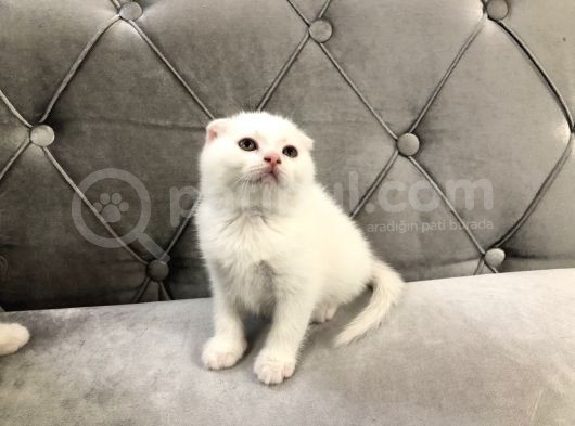 British Shorthair Scottish Fold Yavru Kedi görsel