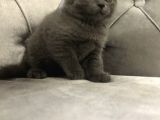 British Shorthair Scottish Fold Yavru Kedi