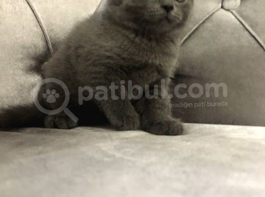 British Shorthair Scottish Fold Yavru Kedi görsel
