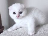 British Shorthair Scottish Fold Yavru Kedi