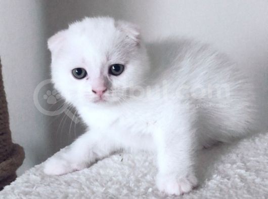 British Shorthair Scottish Fold Yavru Kedi görsel