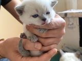 British Shorthair Ve Blue Point Yavrular