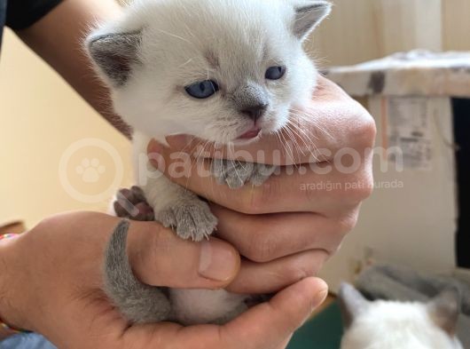 British Shorthair Ve Blue Point Yavrular
