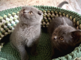 Scottish Fold Short Hair