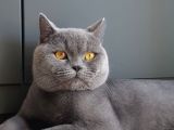 Yavru British Shorthair