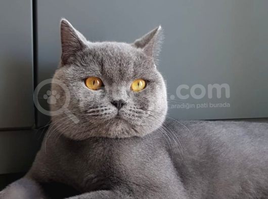 Yavru British Shorthair görsel