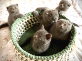 Scottish Fold Short Hair