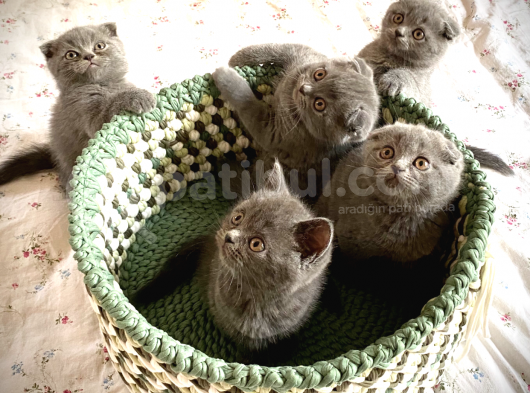 Scottish Fold Short Hair görsel