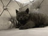 British Shorthair Scottish Fold Yavru Kedi