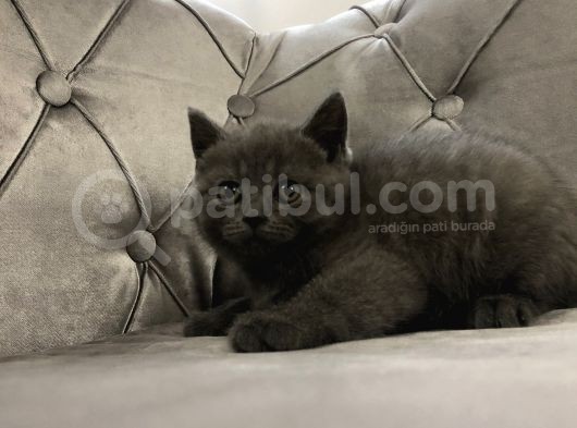 British Shorthair Scottish Fold Yavru Kedi görsel