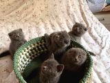 Son kalan DİŞİ Scotich Shorthair