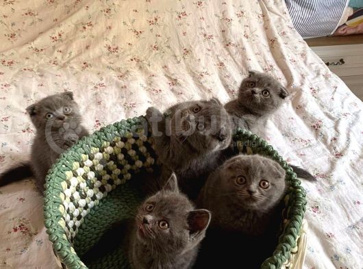 Son Kalan Di̇şi̇ Scotich Shorthair