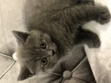 British Shorthair Scottish Fold Yavru Kedi