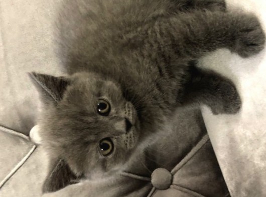 British Shorthair Scottish Fold Yavru Kedi görsel