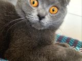 Yavru British Shorthair