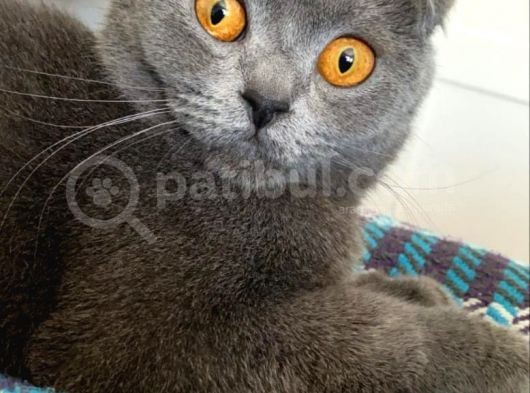 Yavru British Shorthair görsel