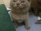 British Shorthair Ve Blue Point Yavrular