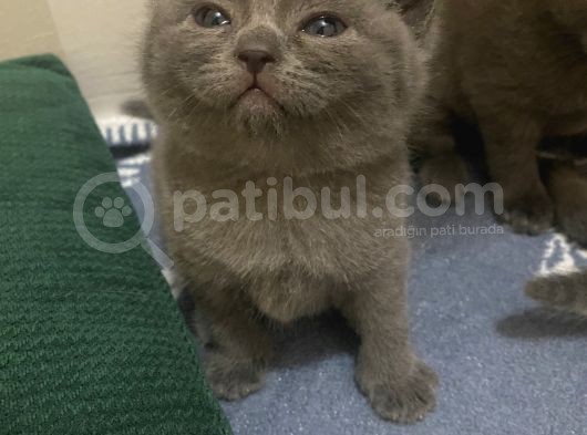 British Shorthair Ve Blue Point Yavrular görsel