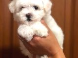 Yakişikli Malti̇poo