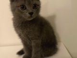 Yavru British Shorthair