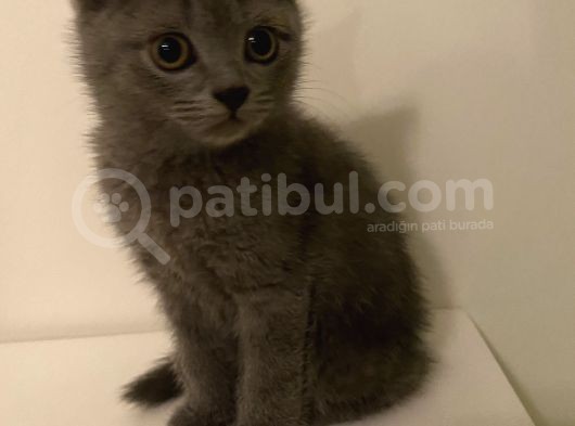 Yavru British Shorthair görsel