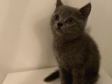 Yavru British Shorthair