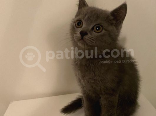 Yavru British Shorthair
