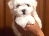 Yakişikli Malti̇poo